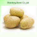 10 Kgs to 20 Kgs Per Mesh Bag Yellow Potato